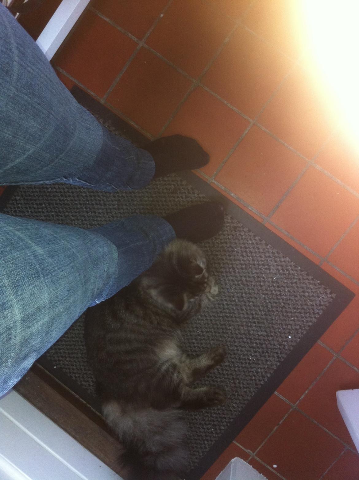 Blanding af racer Charles billede 17