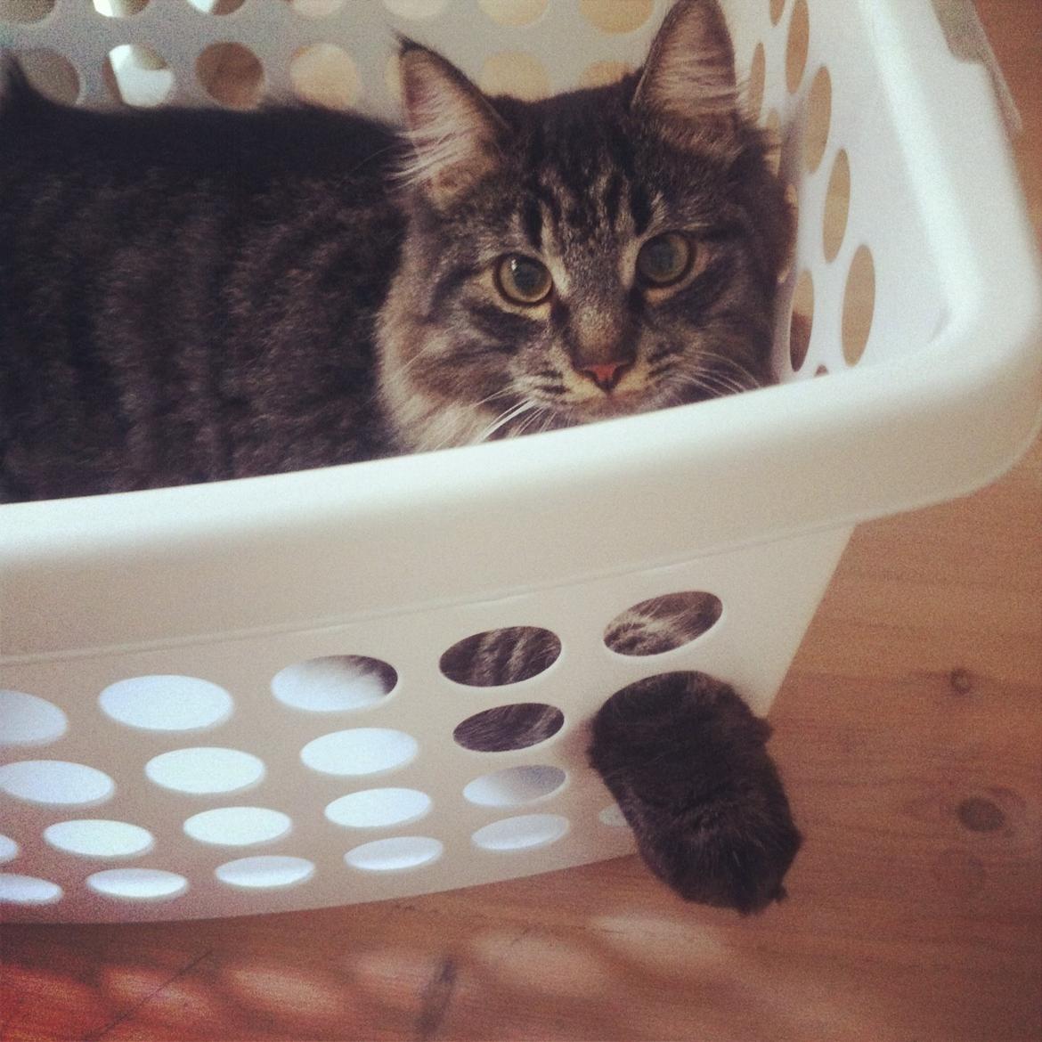 Blanding af racer Charles billede 9