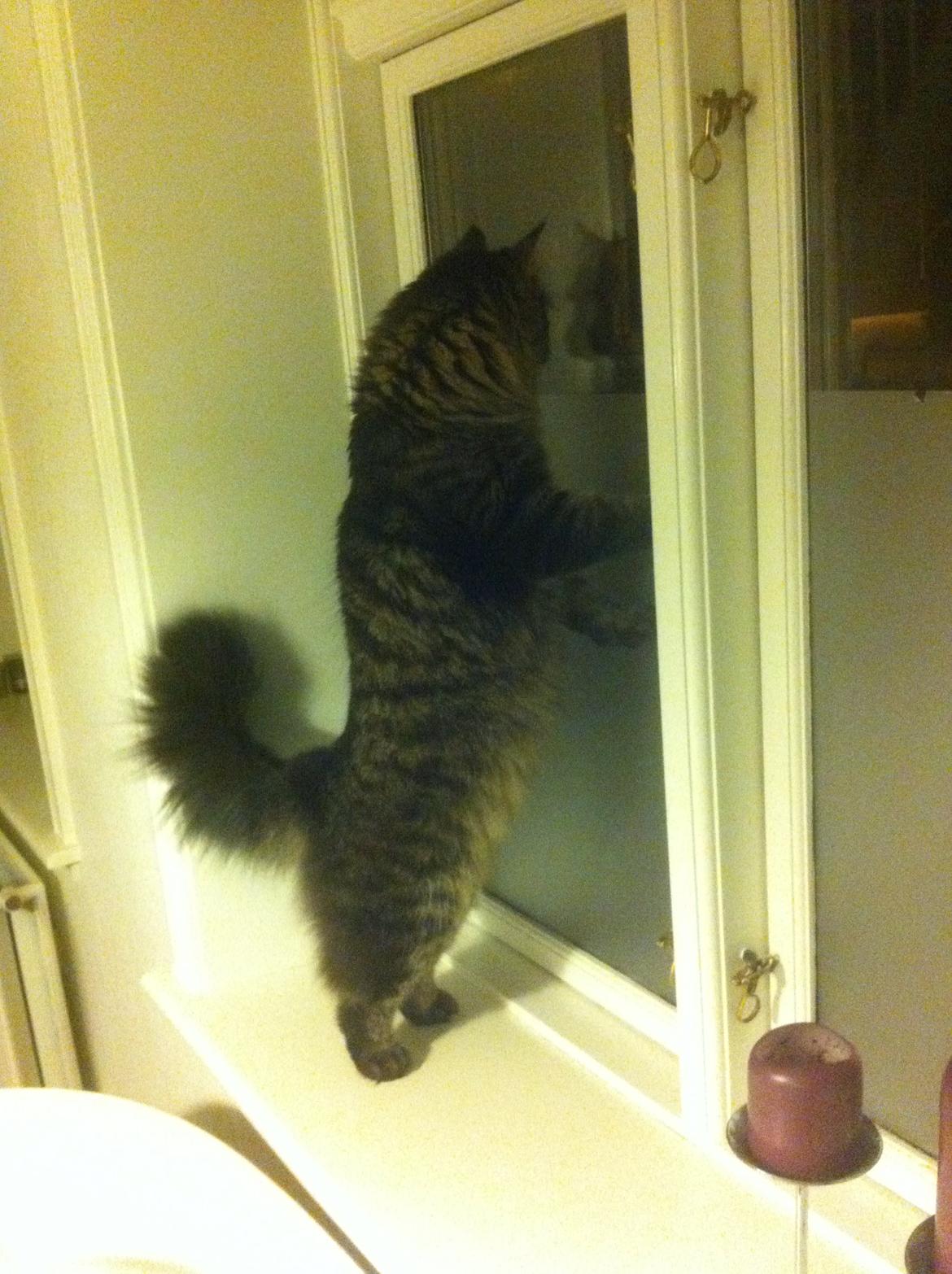 Blanding af racer Charles billede 10