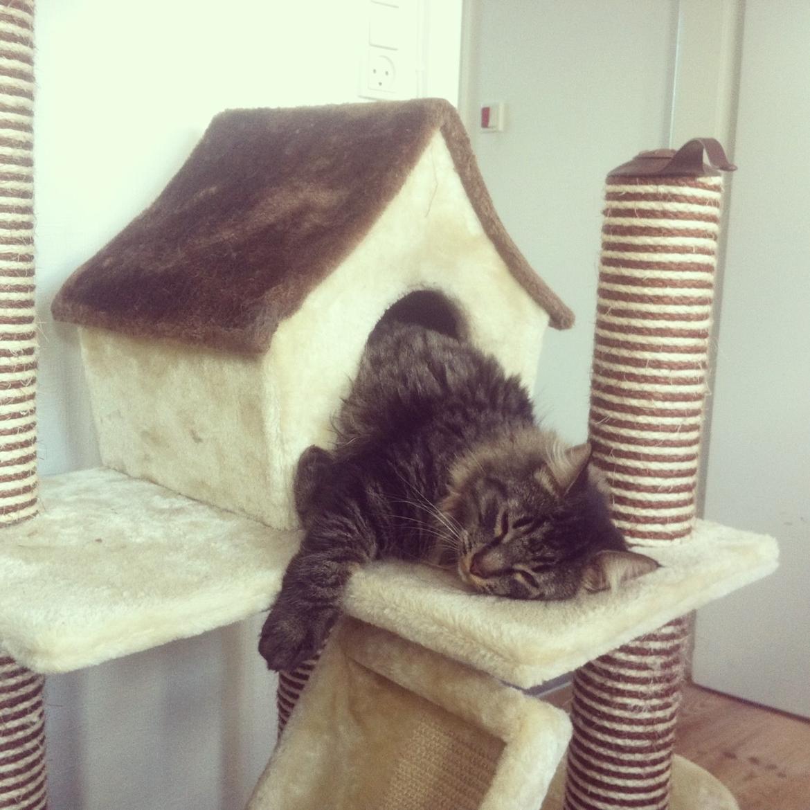 Blanding af racer Charles billede 11