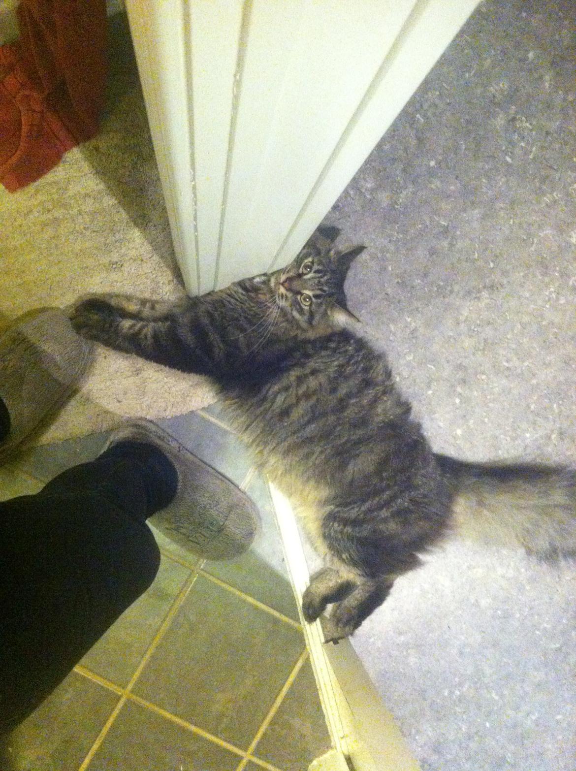 Blanding af racer Charles billede 7