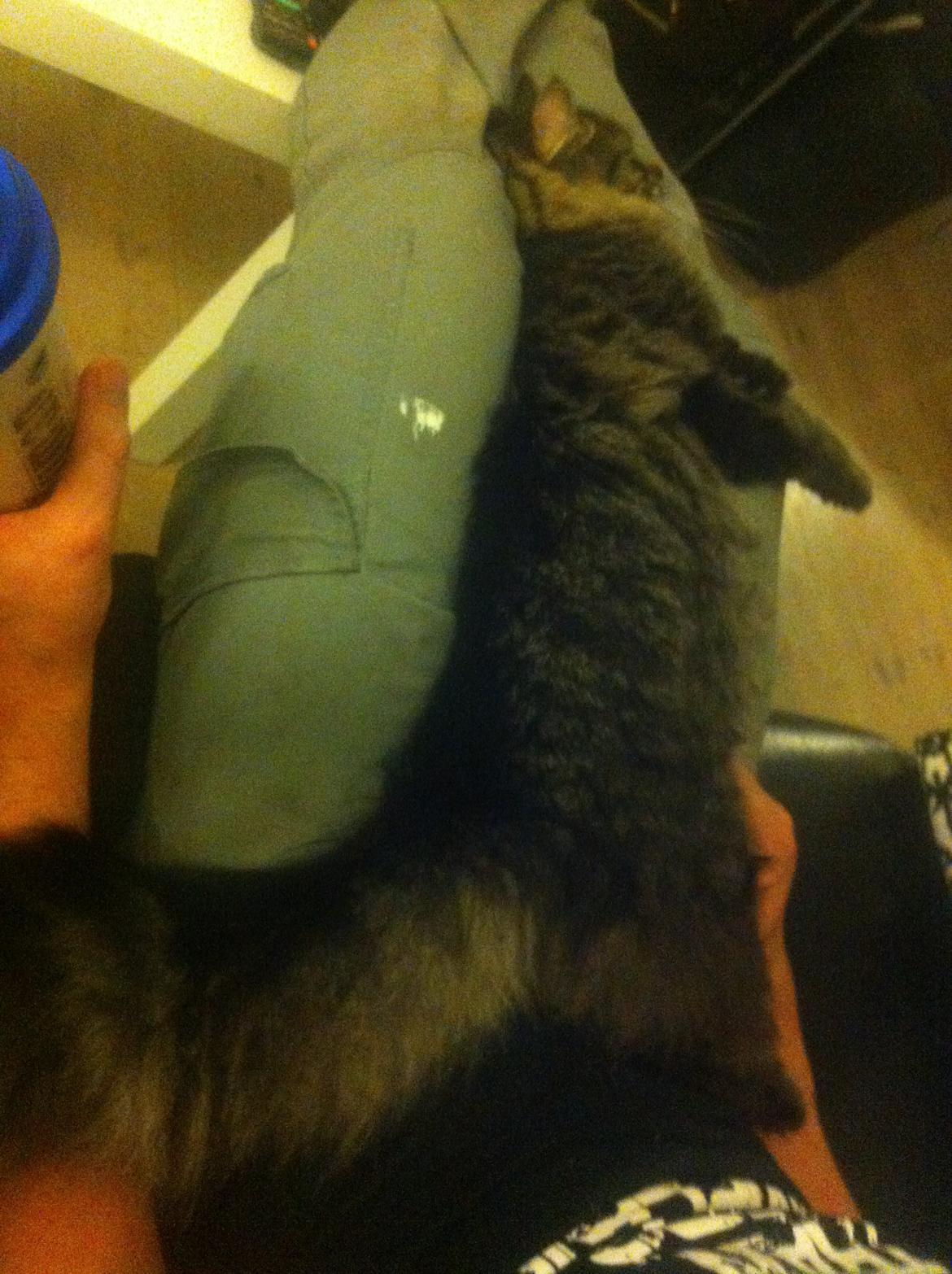 Blanding af racer Charles billede 13