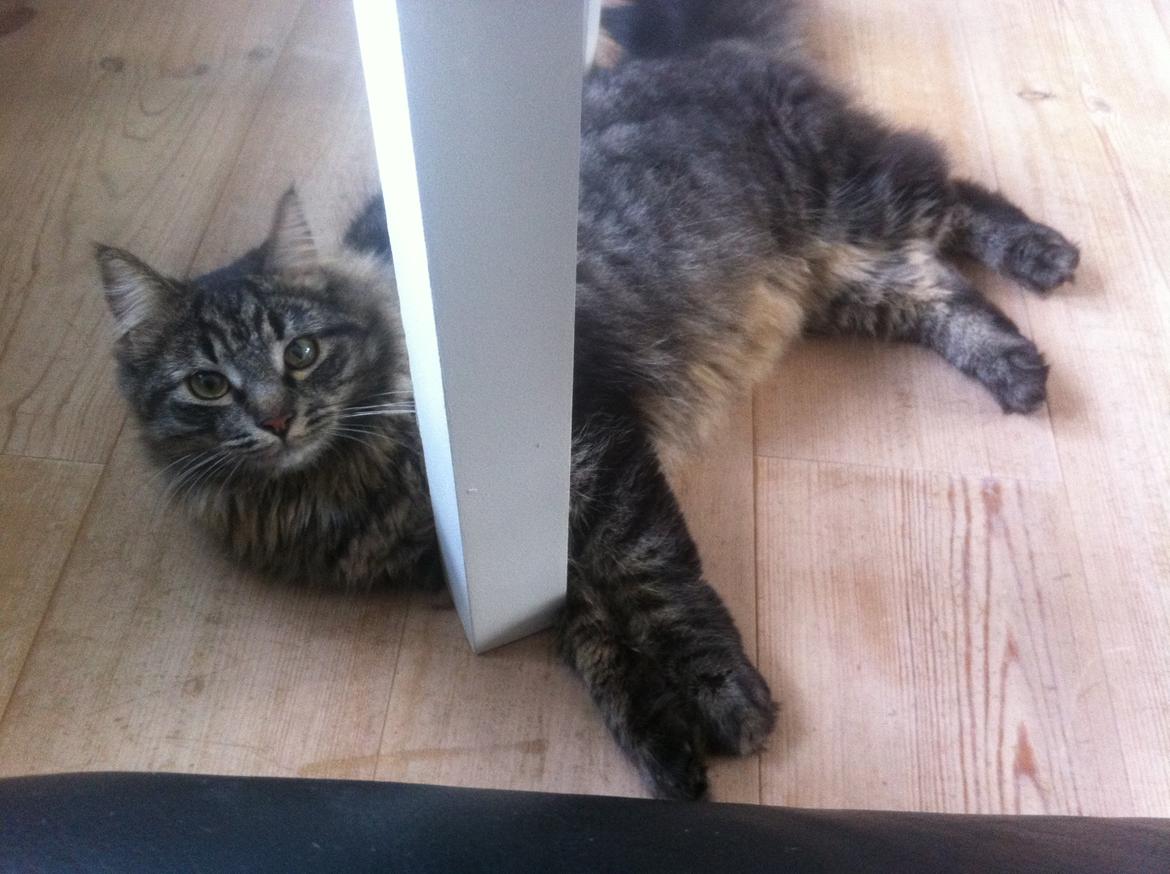 Blanding af racer Charles billede 14