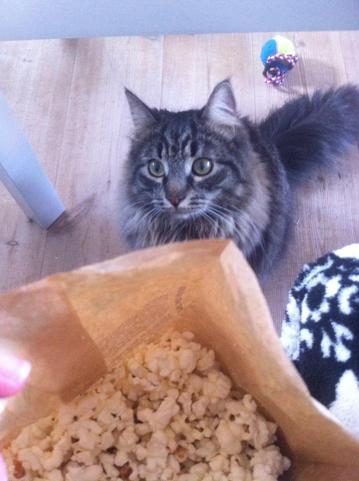 Blanding af racer Charles billede 4