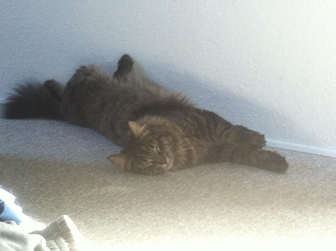 Blanding af racer Charles billede 16