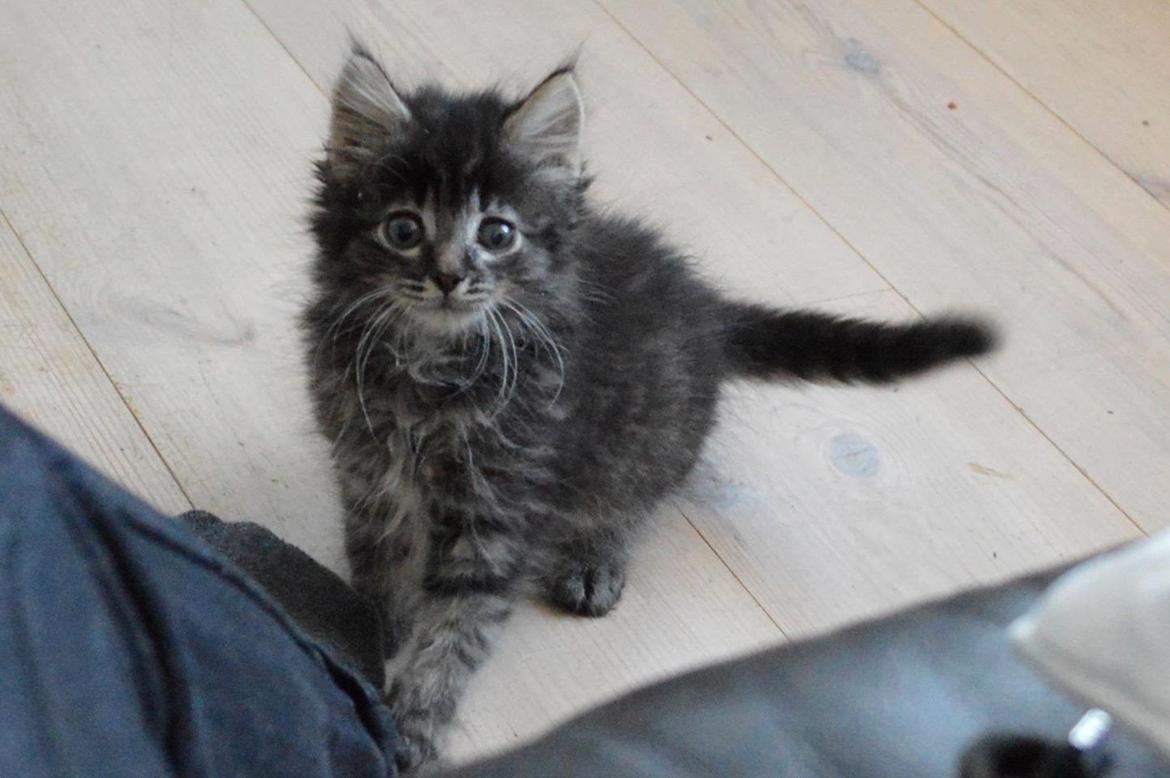 Blanding af racer Charles billede 2