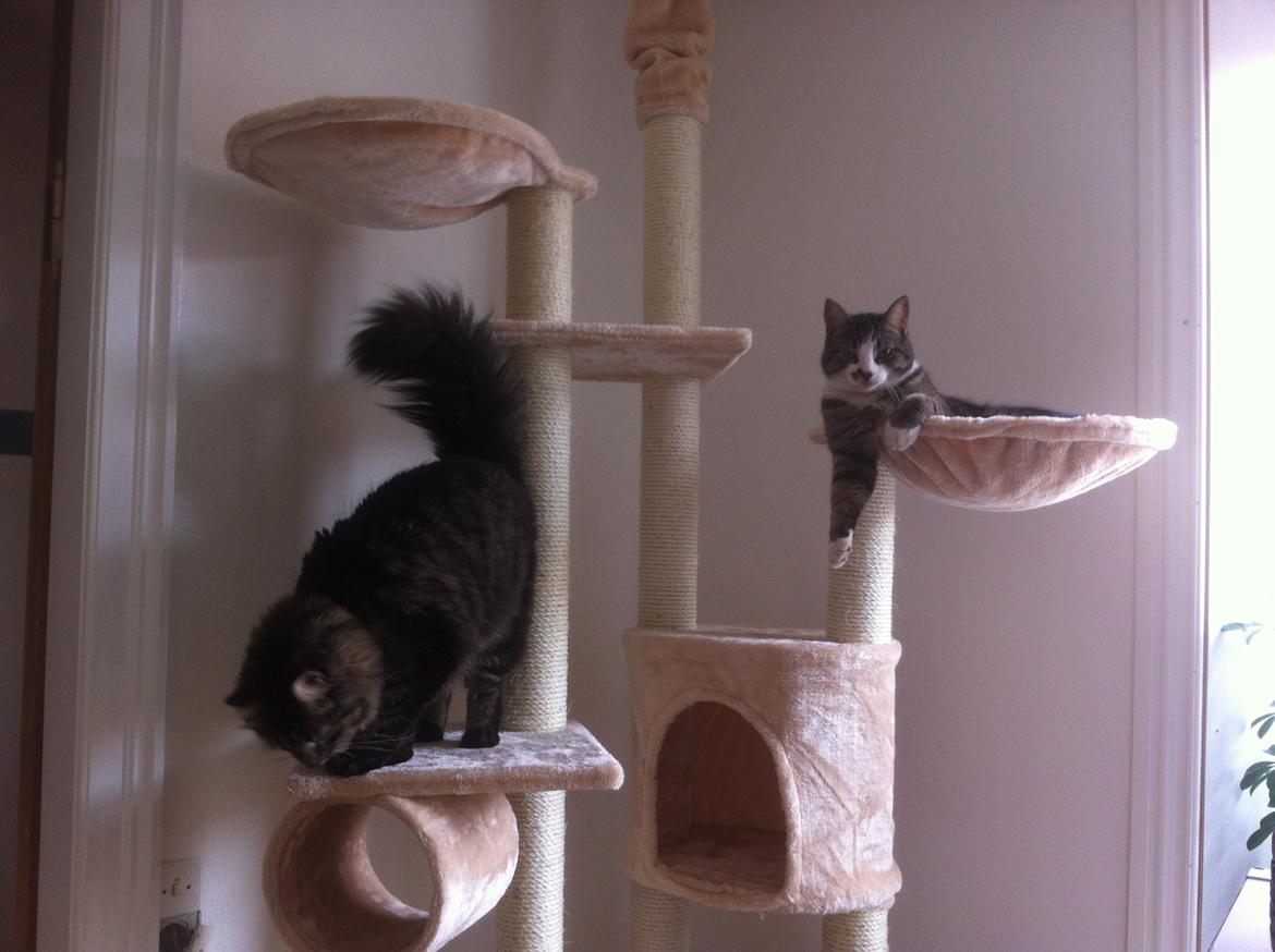 Blanding af racer Charles billede 12