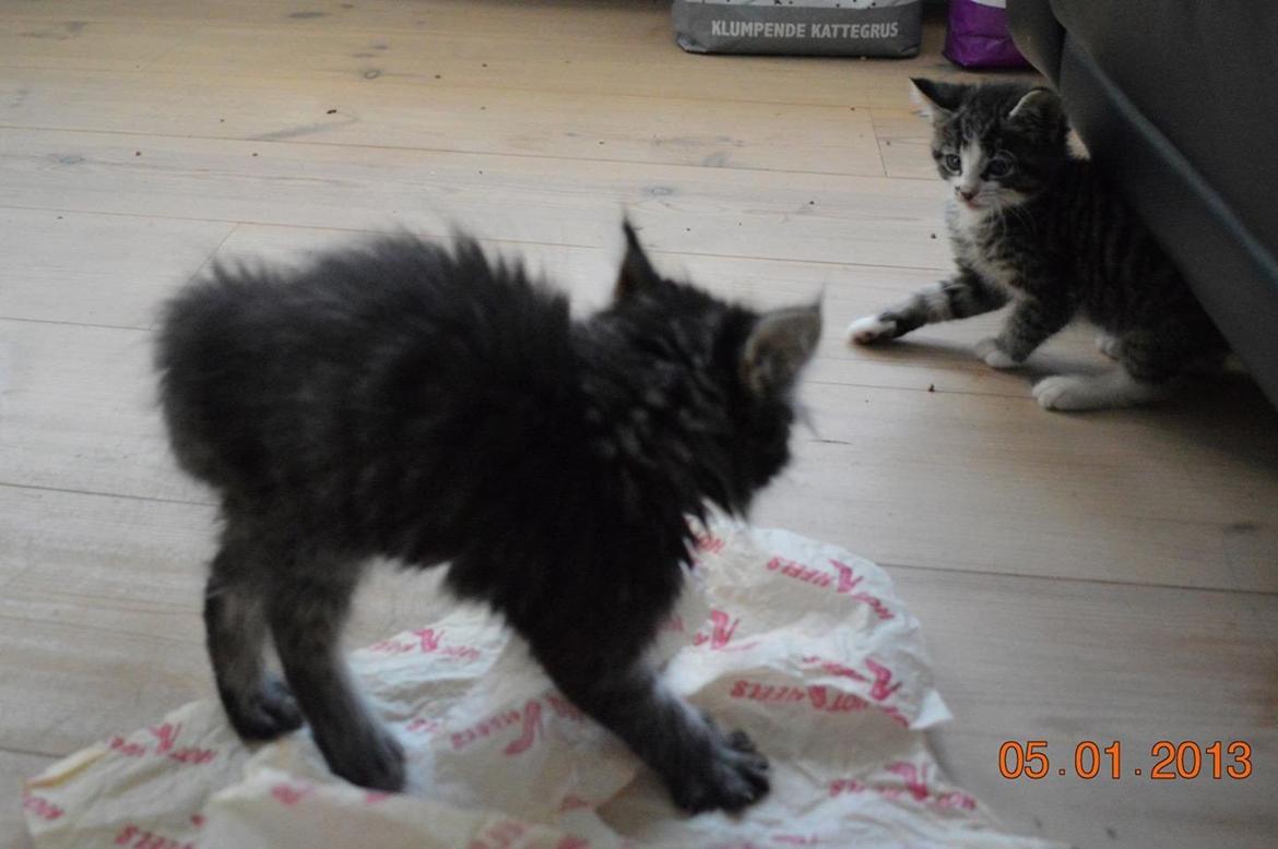 Blanding af racer Charles billede 8