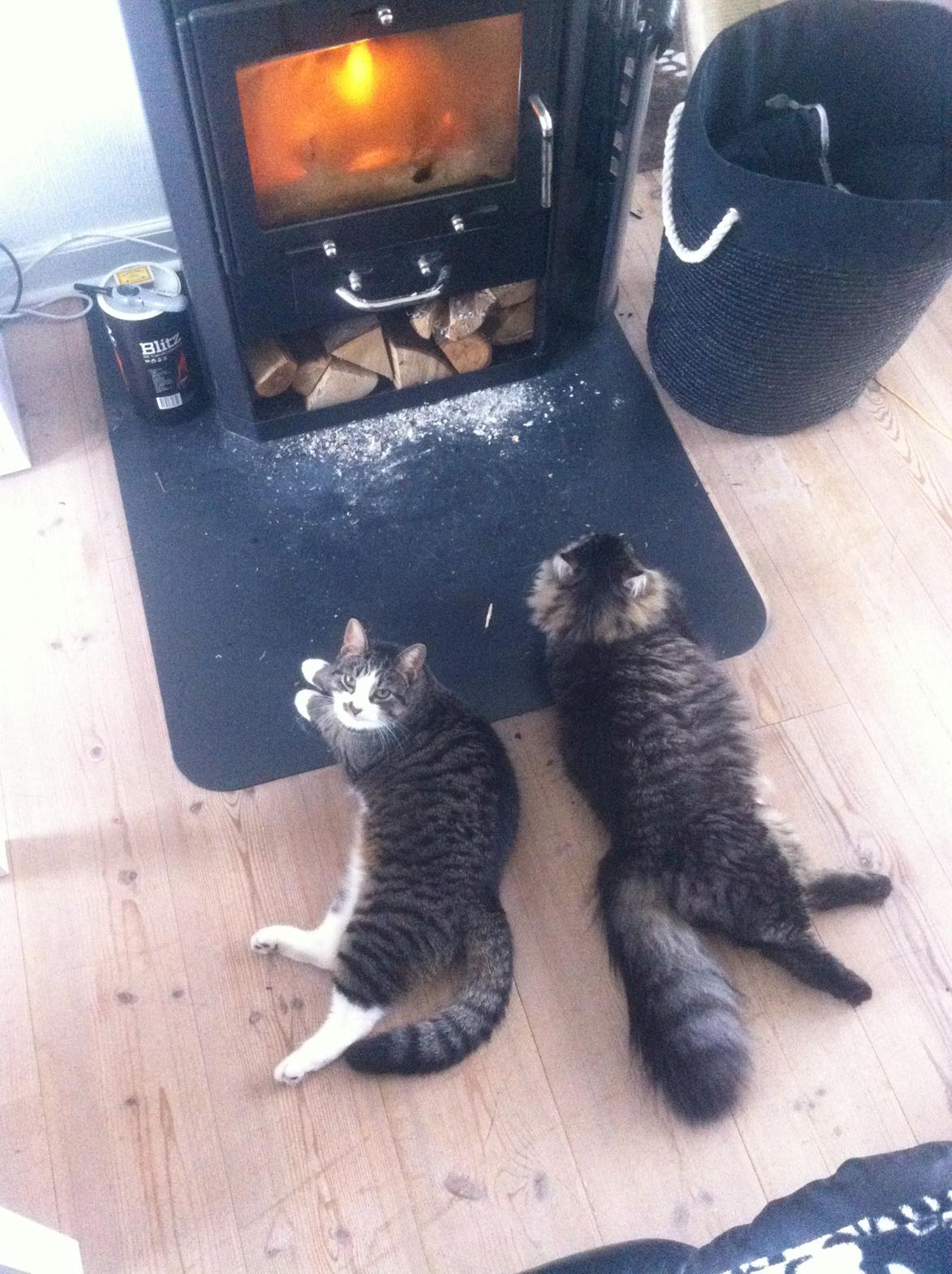 Blanding af racer Charles billede 18