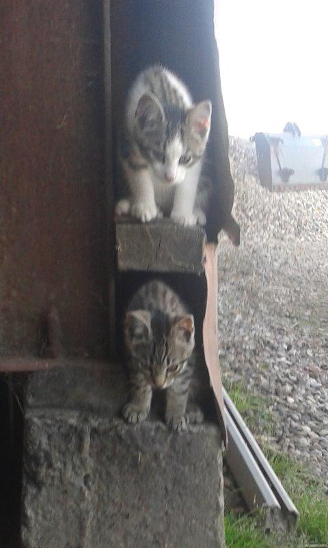 Huskat Tayson - Sammen med Bølle billede 22