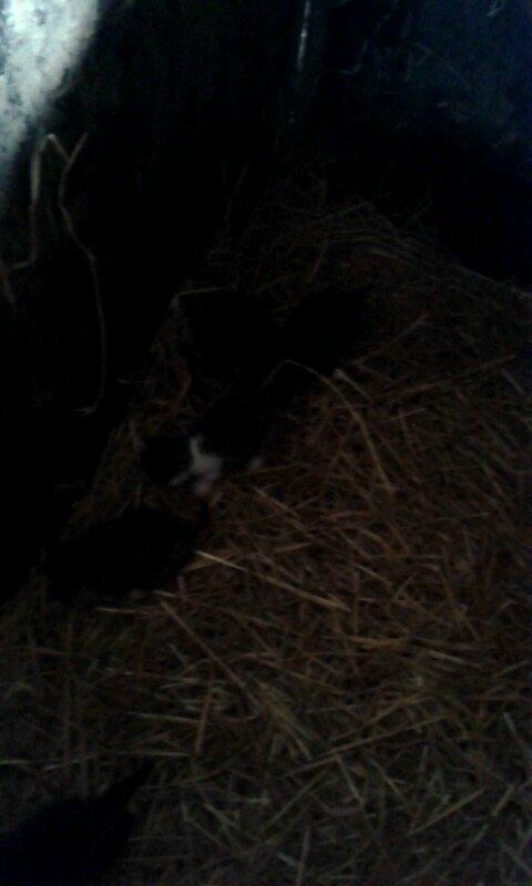 Huskat Mille - En uge gammel billede 5