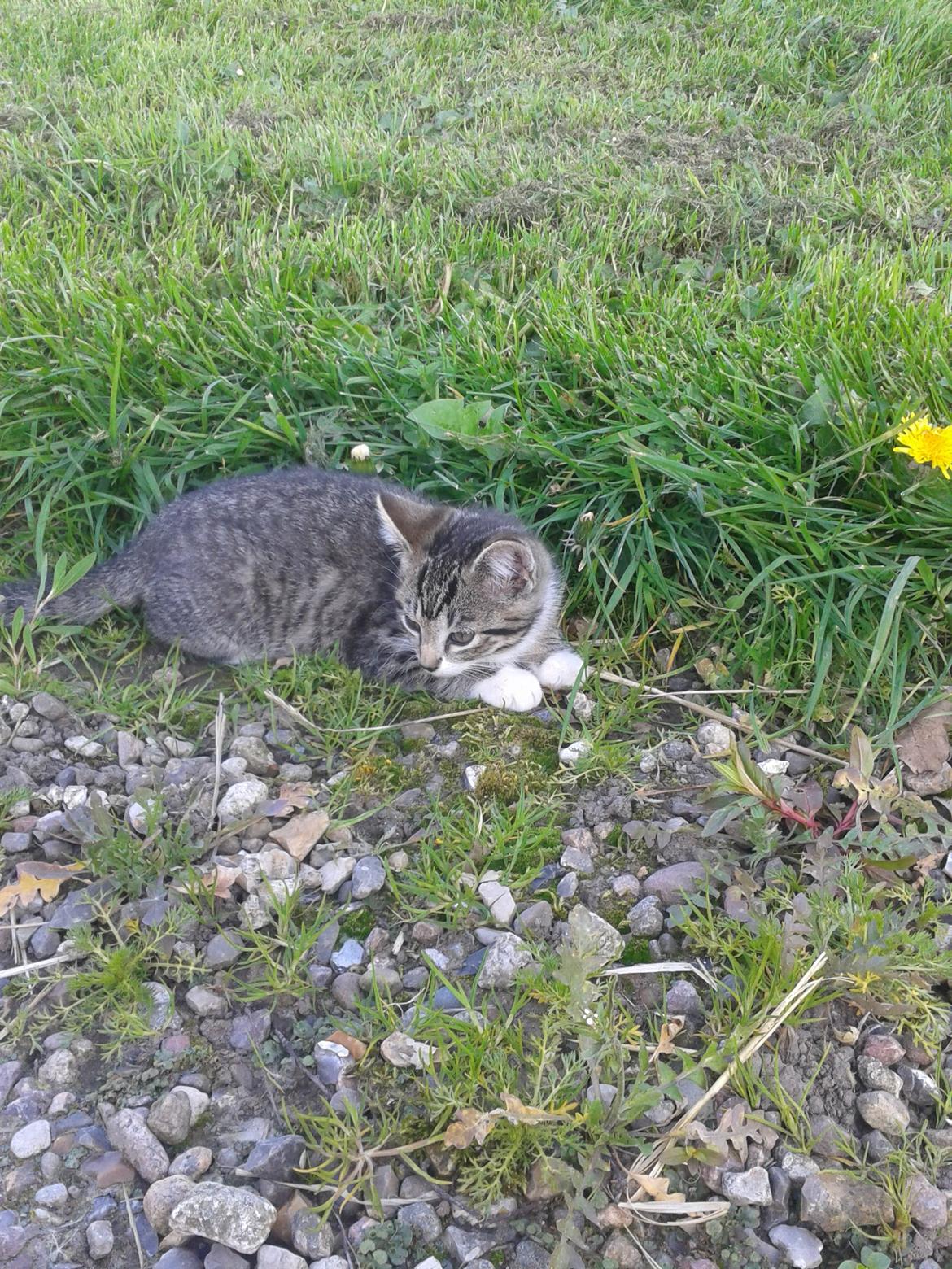 Huskat Mille billede 6