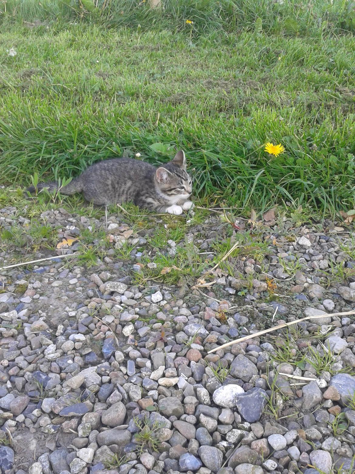 Huskat Mille billede 7