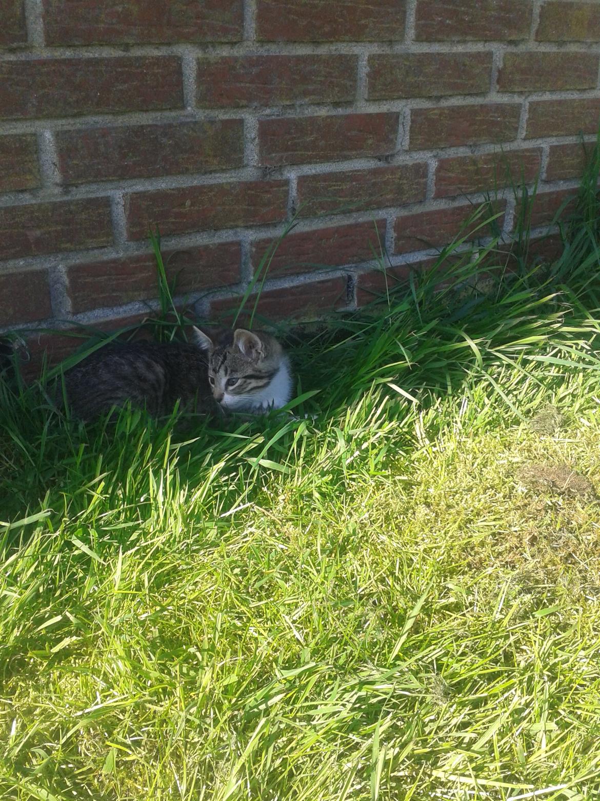 Huskat Mille billede 8