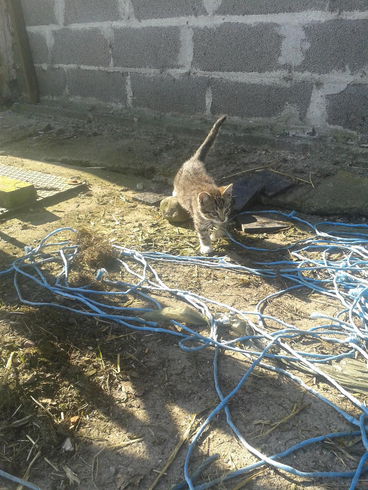 Huskat Mille billede 9