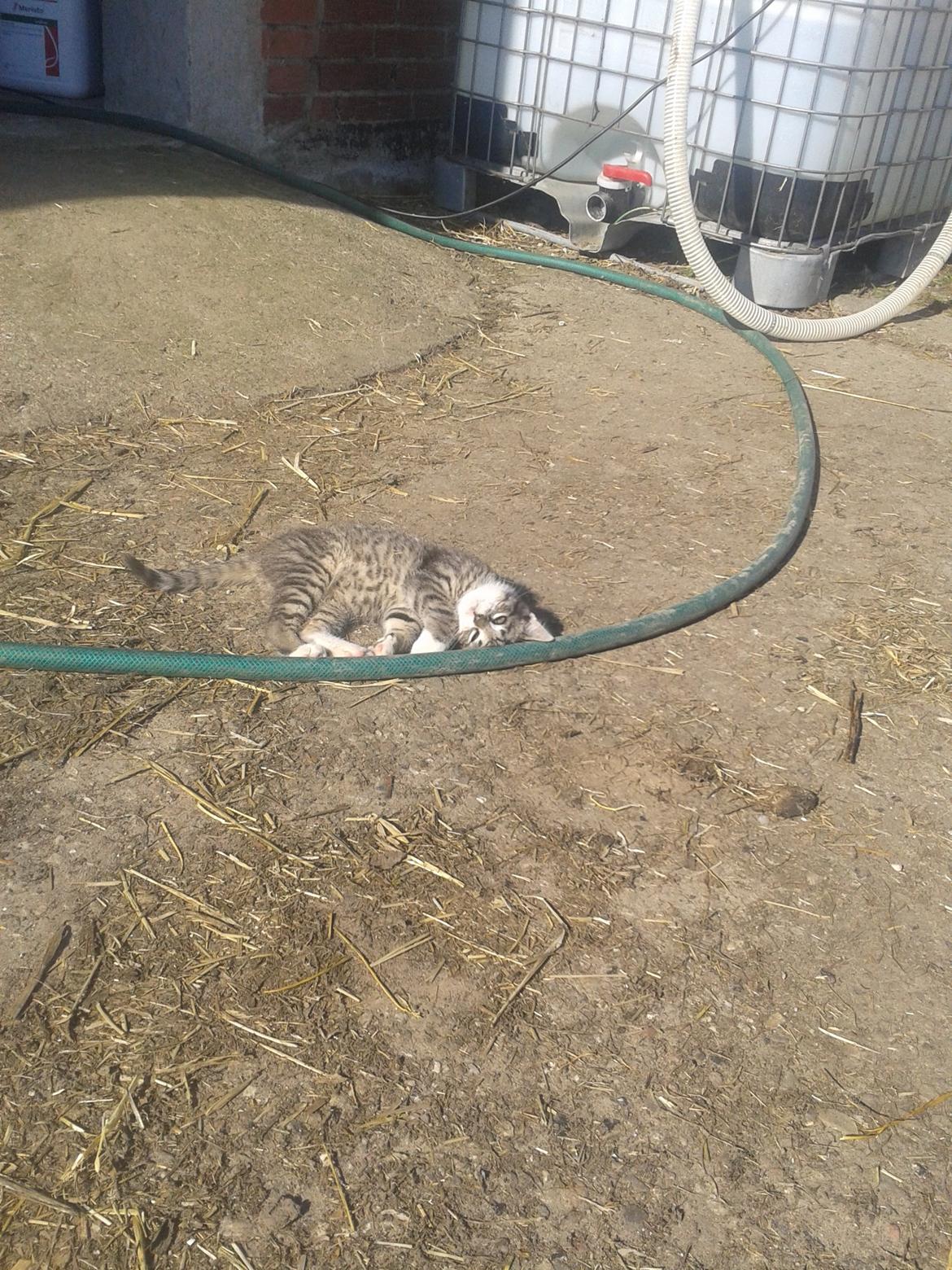 Huskat Mille billede 10