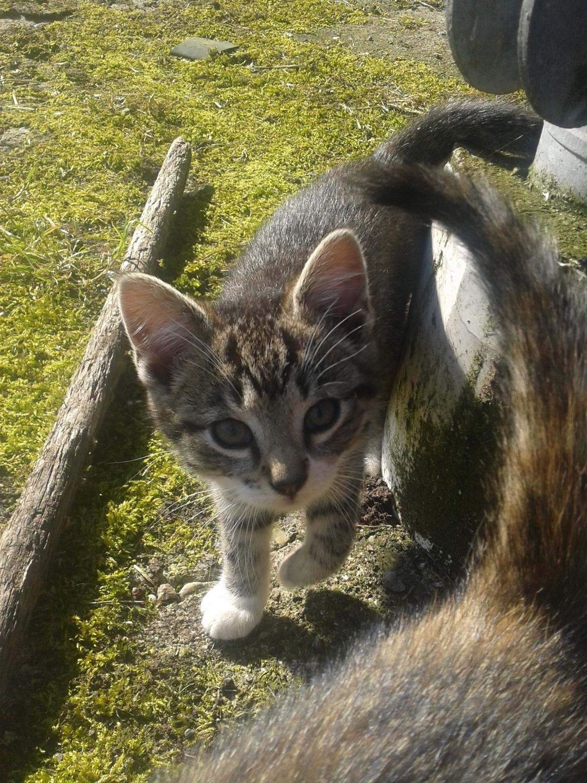 Huskat Mille billede 11