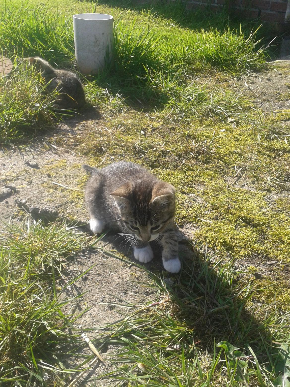 Huskat Mille billede 12