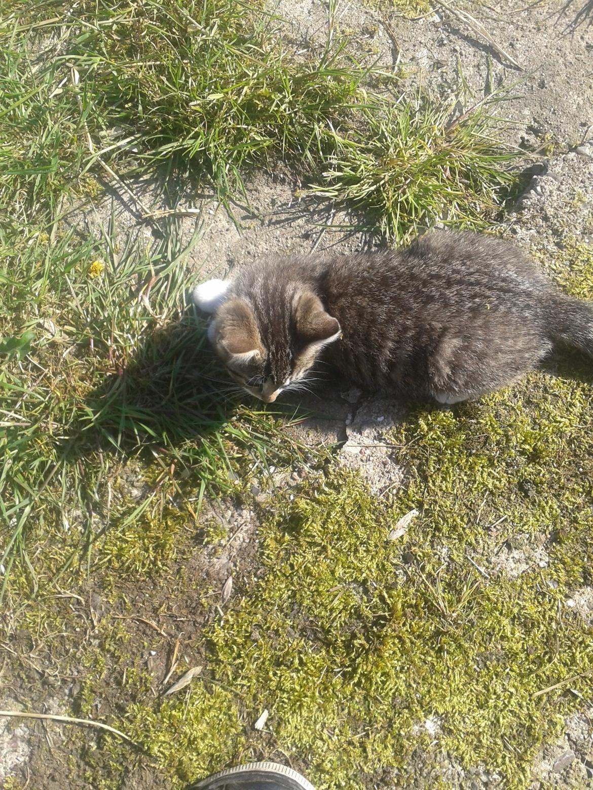 Huskat Mille billede 13