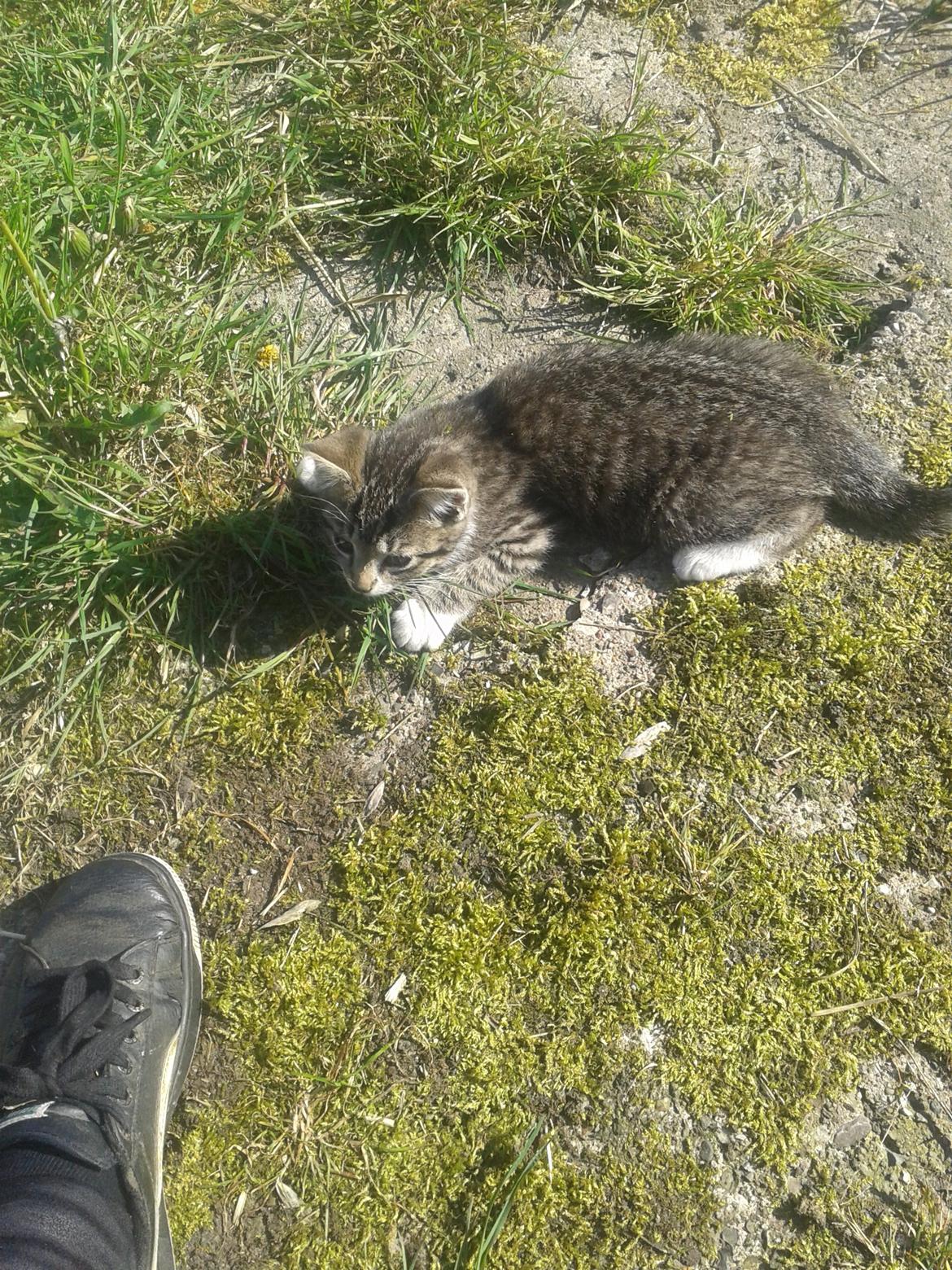 Huskat Mille - Min sko er farlig billede 14