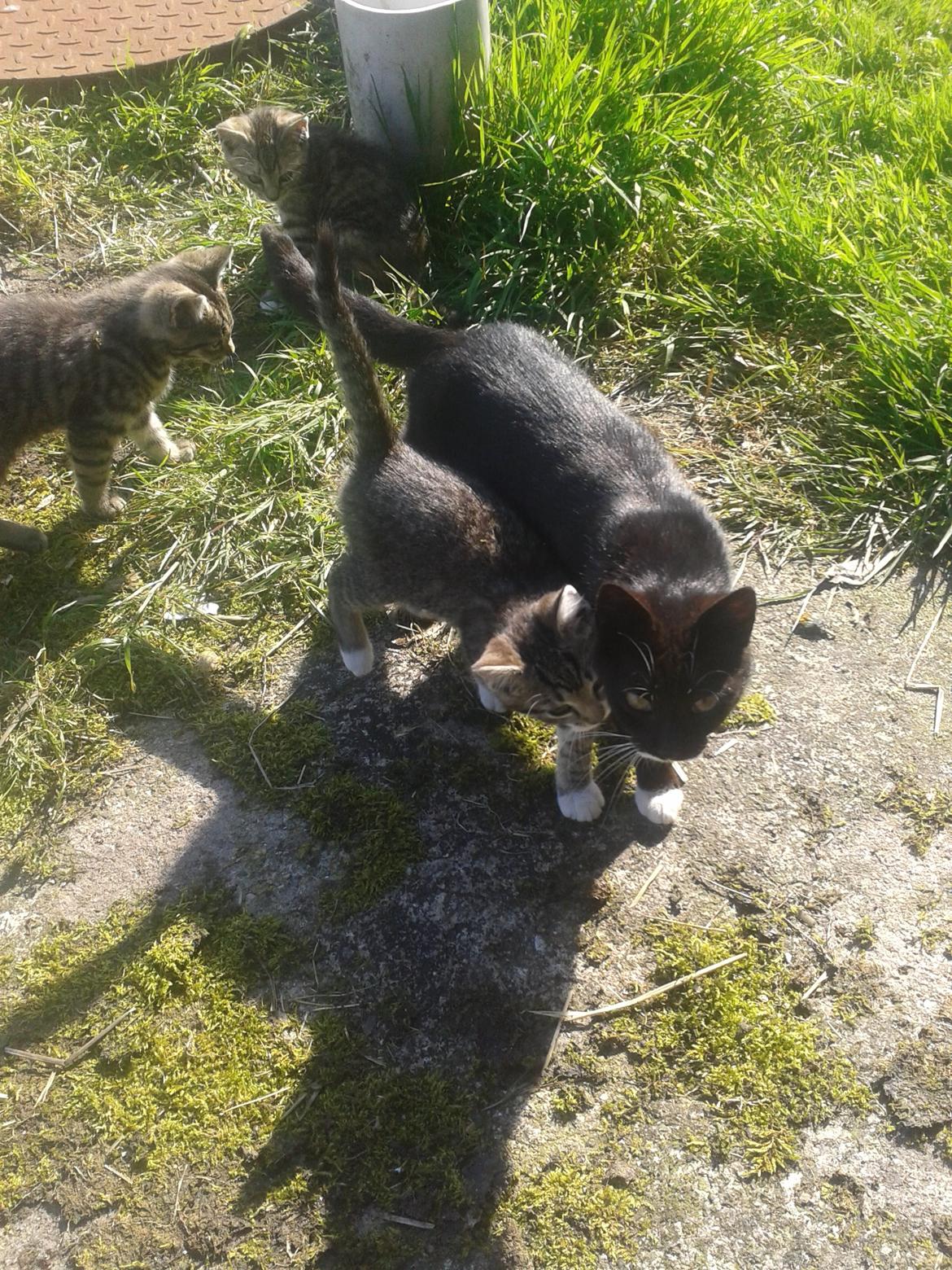 Huskat Mille - Sammen med mor billede 15