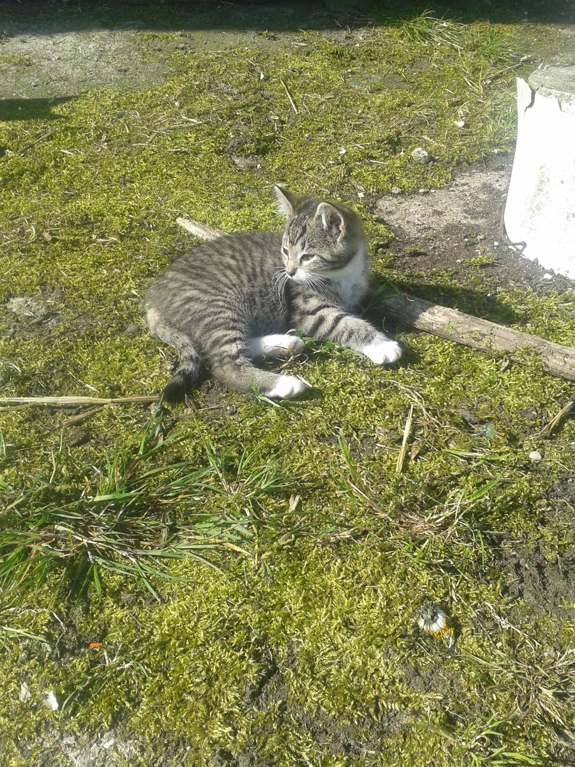 Huskat Mille billede 16