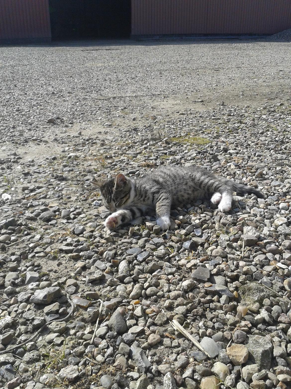 Huskat Mille billede 17