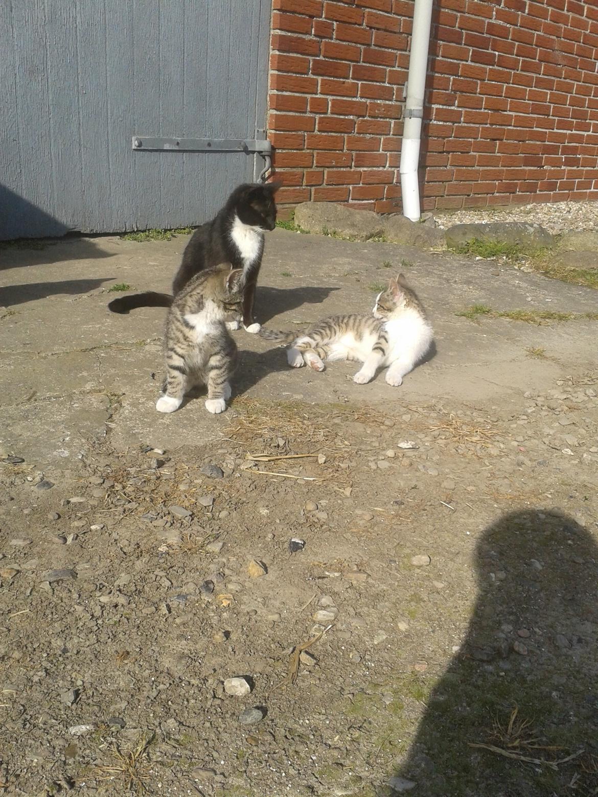 Huskat Mille - Sammen med mor og Bølle billede 18