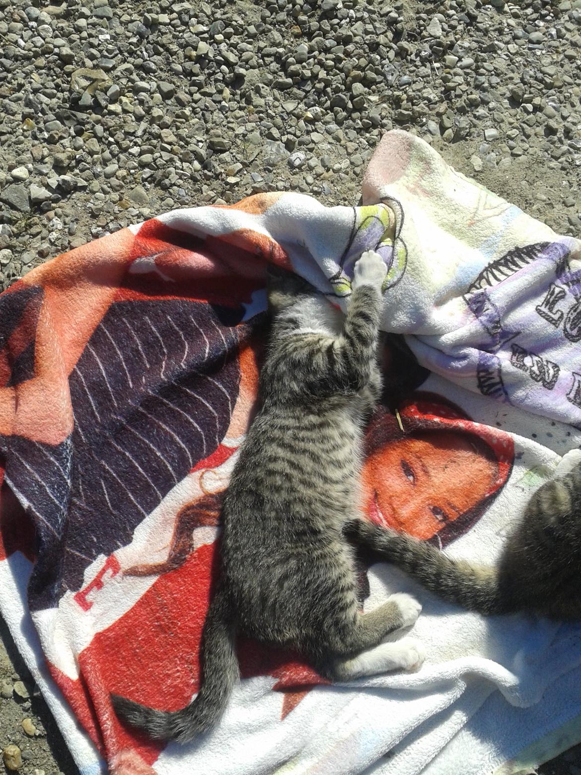 Huskat Mille - Solen er træls  billede 20