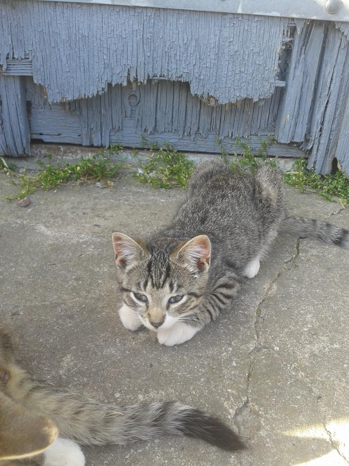 Huskat Mille billede 2