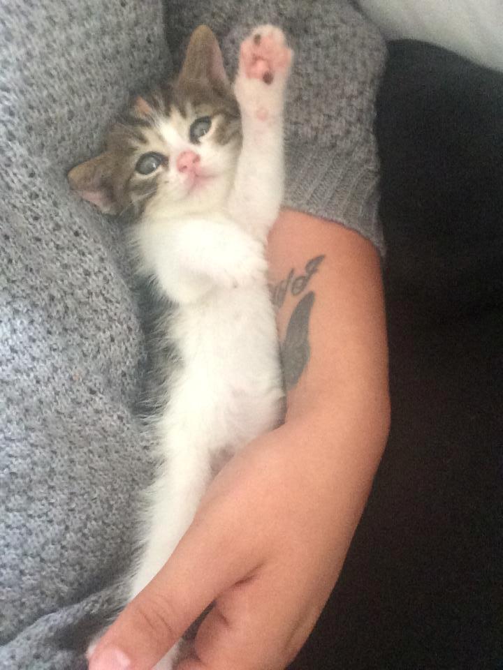 Huskat Karla - Hej alle sammen :-)  billede 1