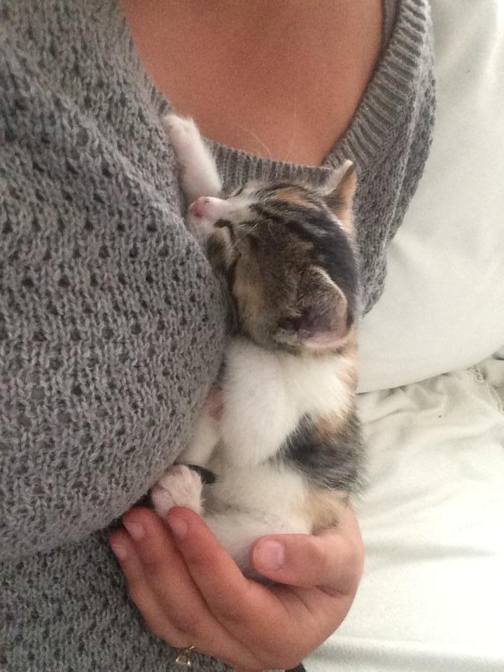 Huskat Karla - Sover trygt ved ''mor'' :-) billede 7