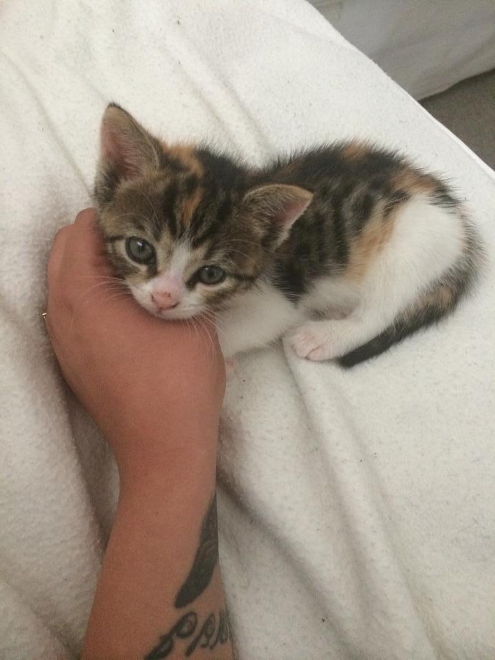Huskat Karla - Så smuk min lille pige :-) billede 6