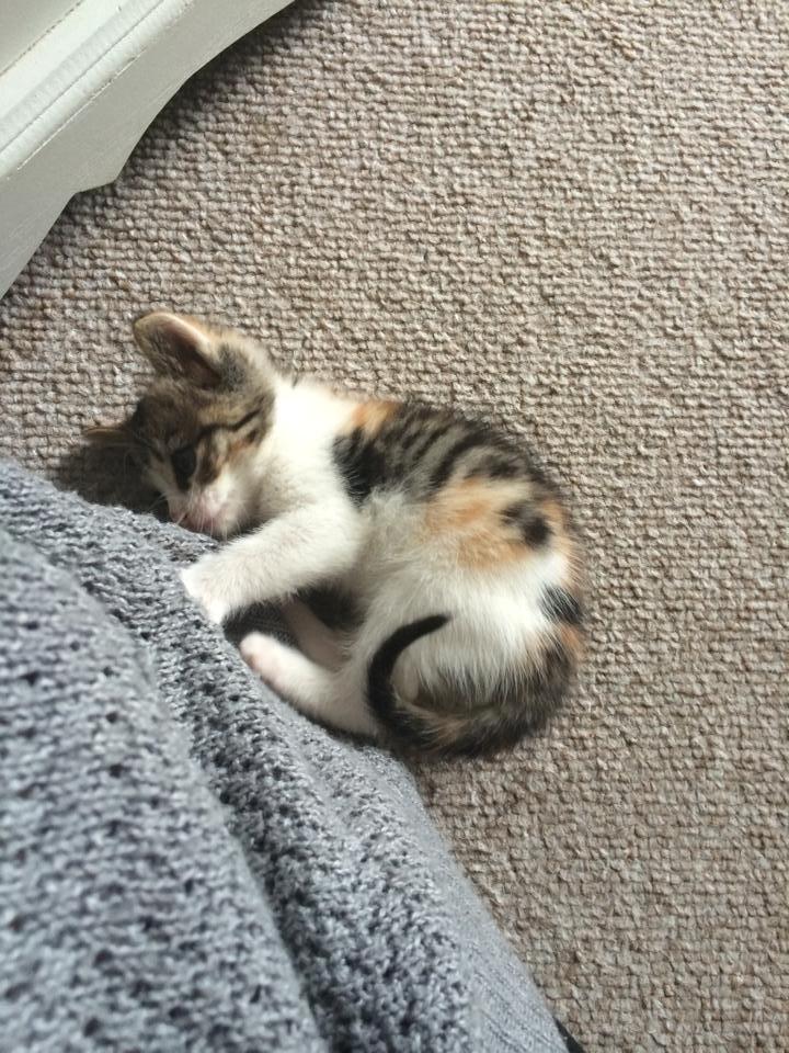 Huskat Karla - Laver ballade. billede 11