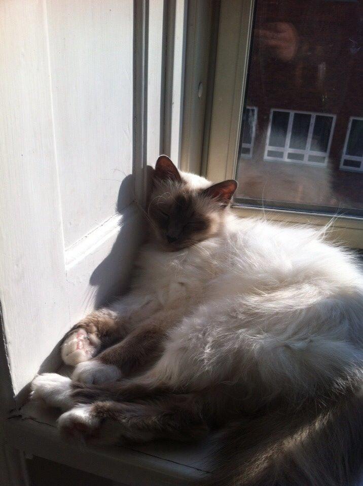 Hellig Birma Cecilie billede 2