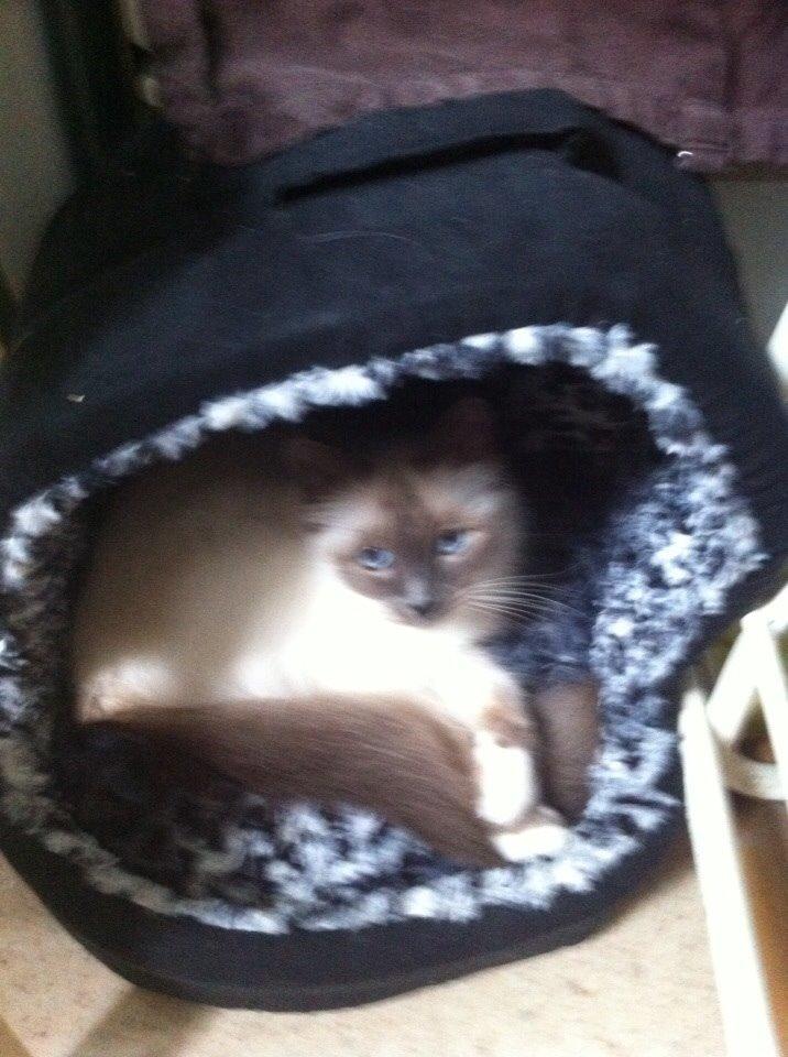 Hellig Birma Cecilie billede 3