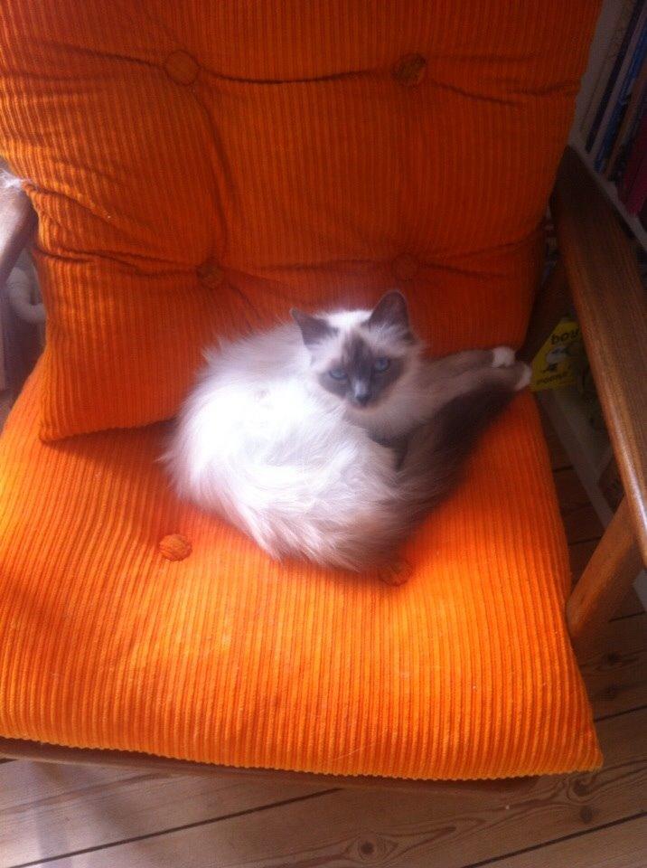 Hellig Birma Cecilie billede 4