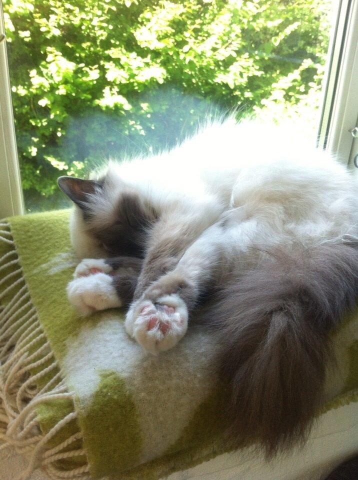 Hellig Birma Cecilie billede 5