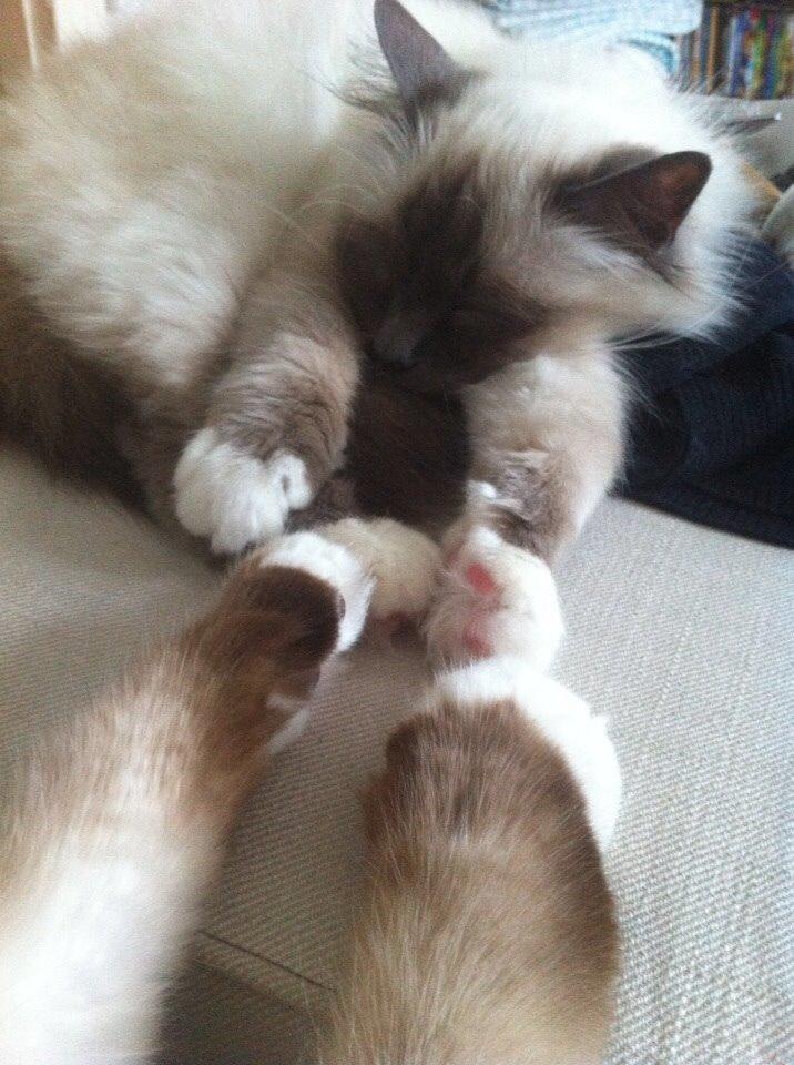 Hellig Birma Cecilie billede 6