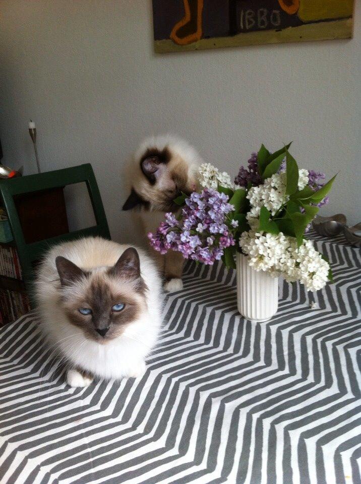 Hellig Birma Cecilie billede 7