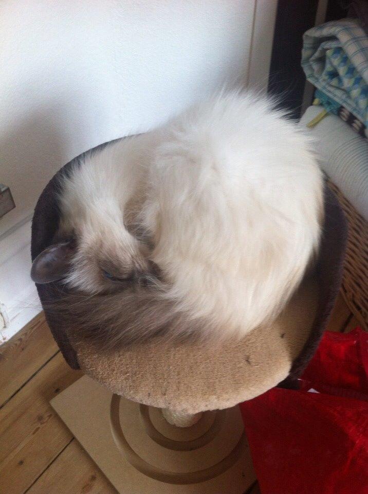 Hellig Birma Cecilie billede 8