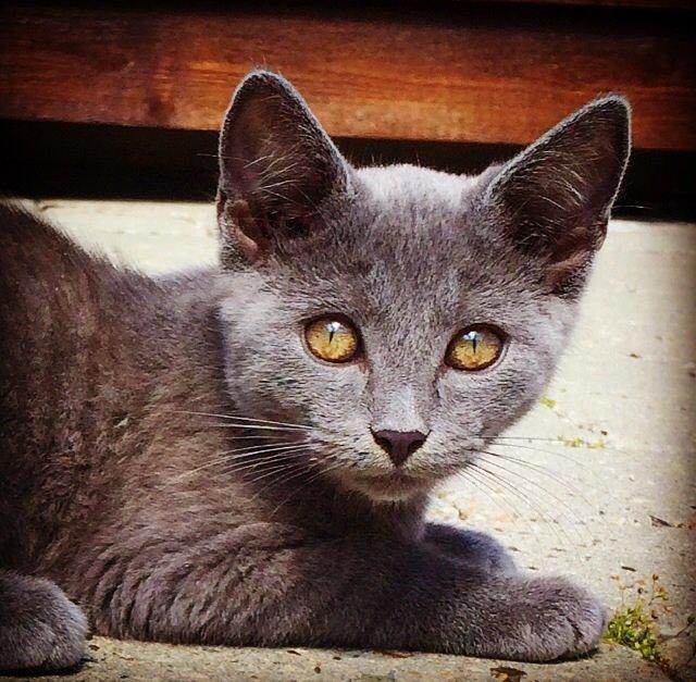 Huskat Million billede 14