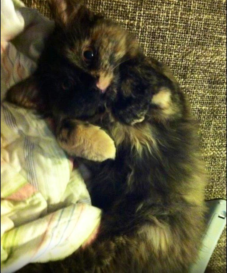 Norsk Skovkat Mille billede 1