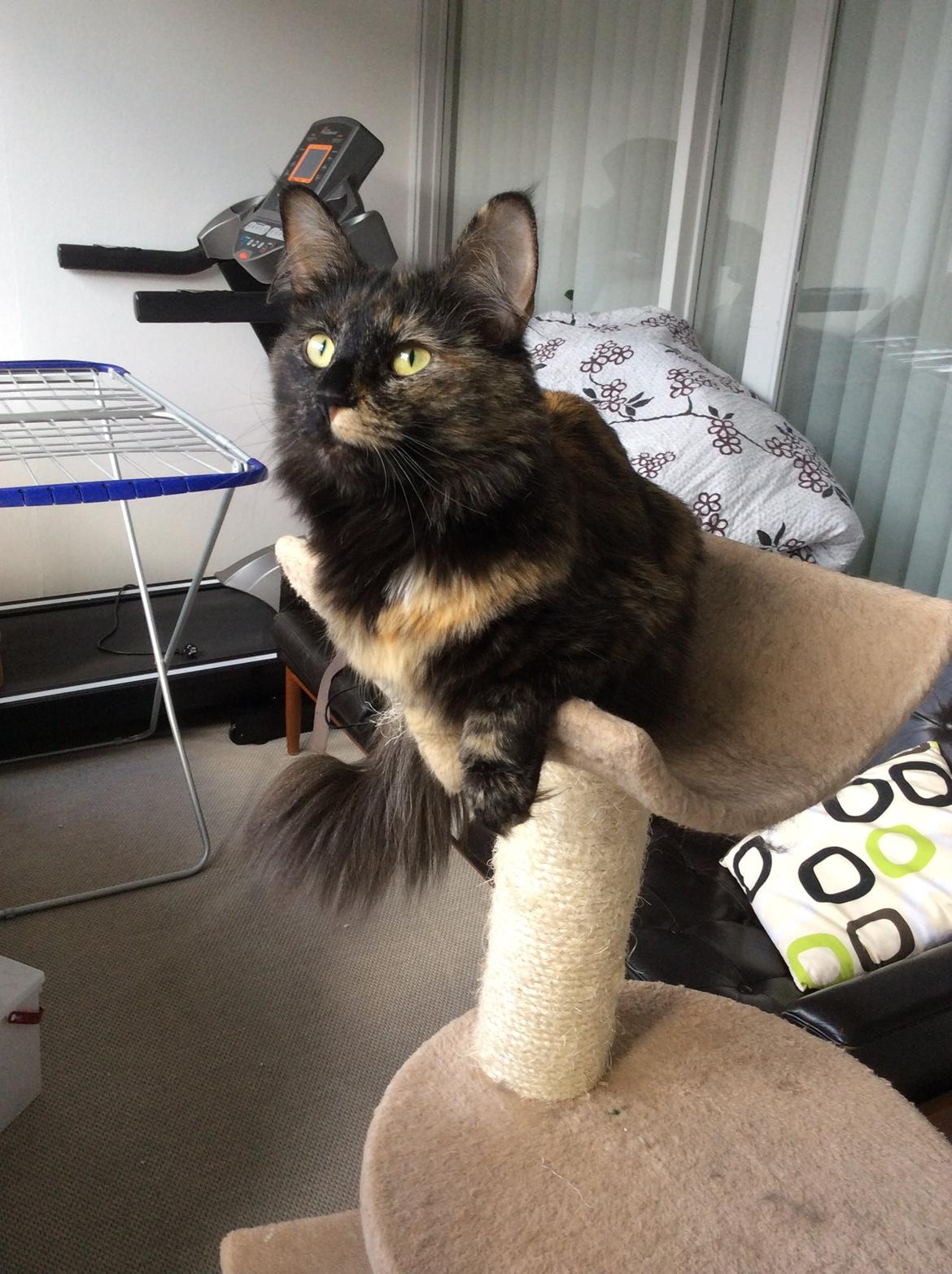 Norsk Skovkat Mille billede 3