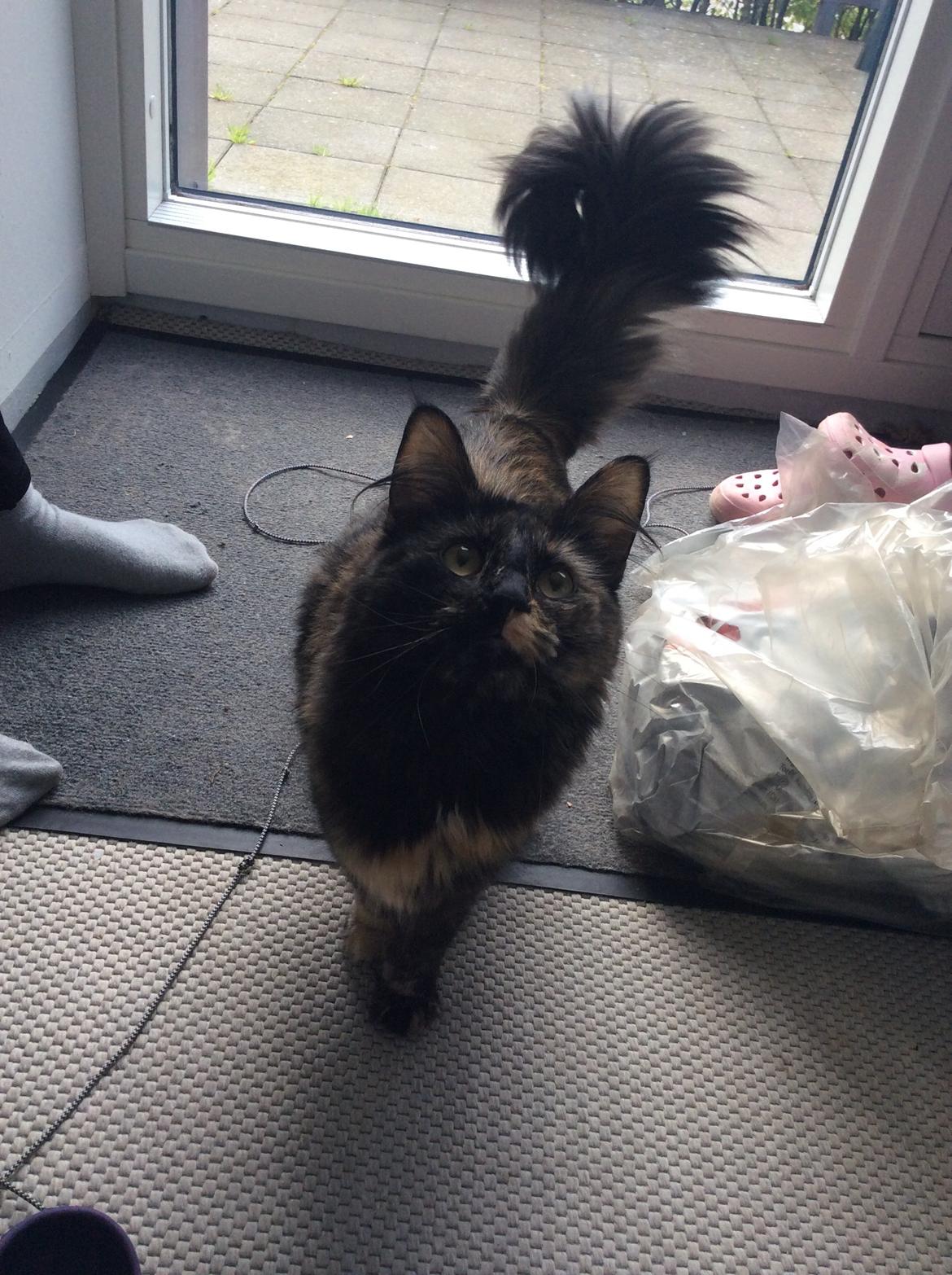 Norsk Skovkat Mille billede 4