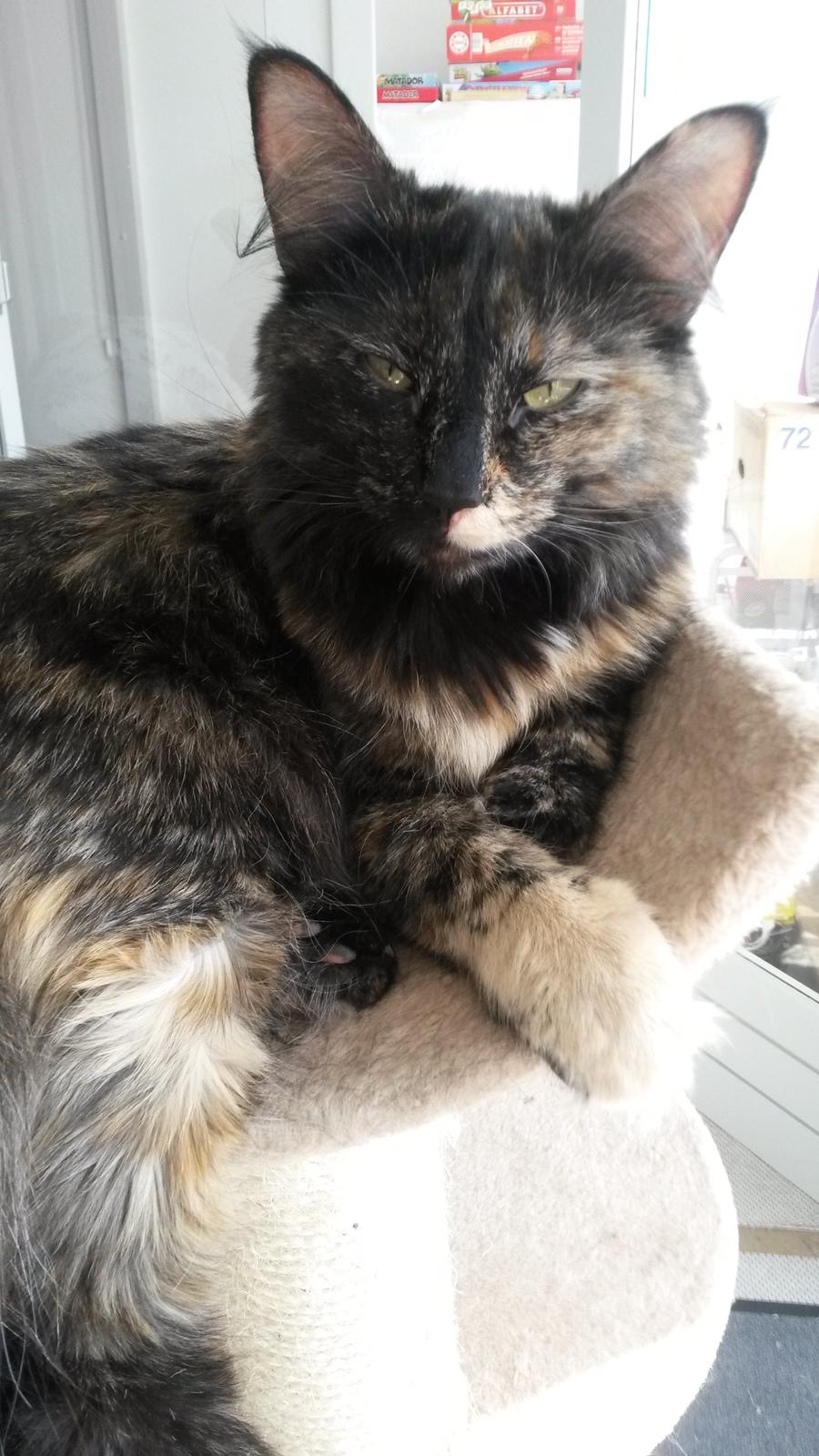 Norsk Skovkat Mille billede 5