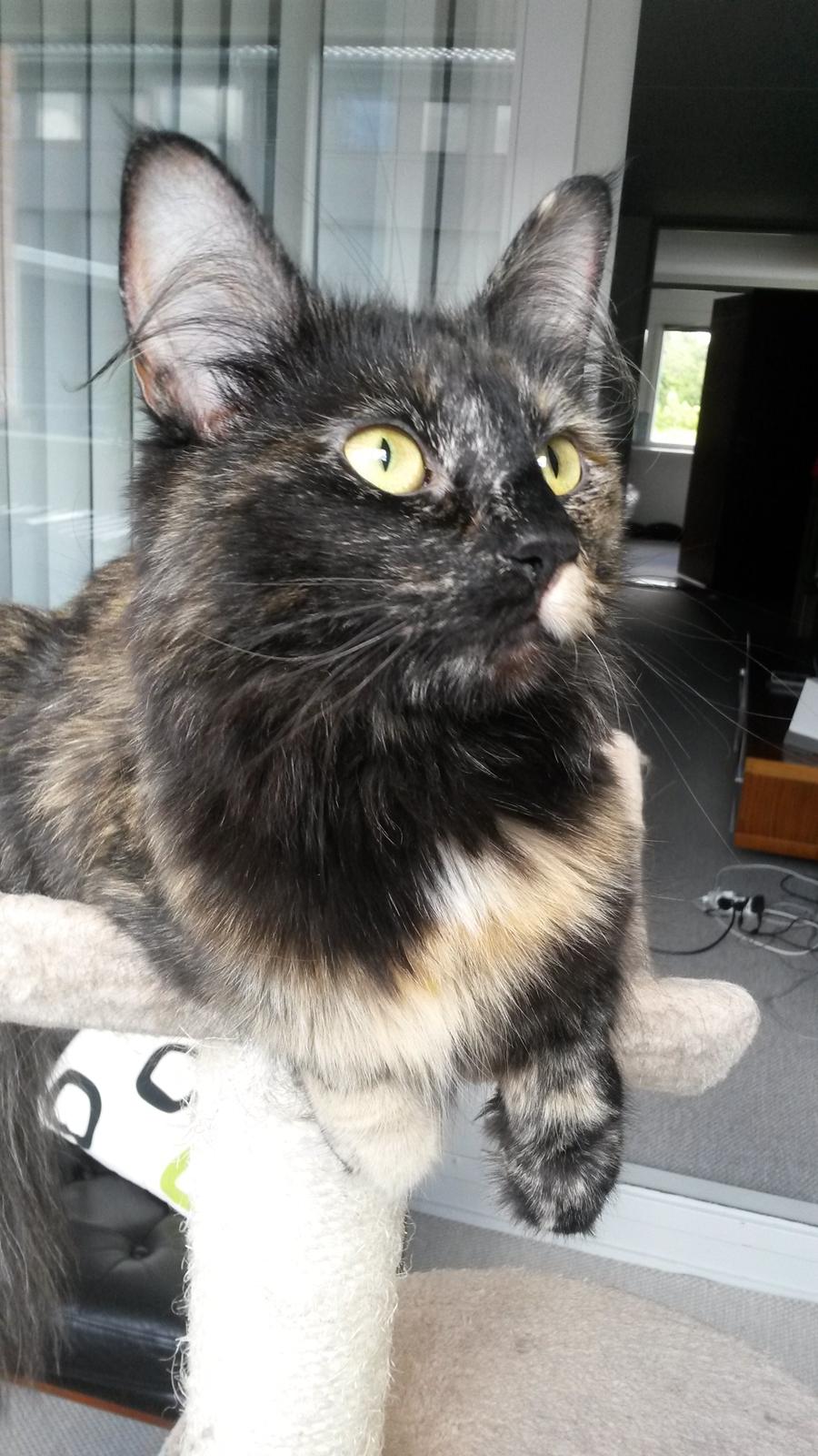 Norsk Skovkat Mille billede 6