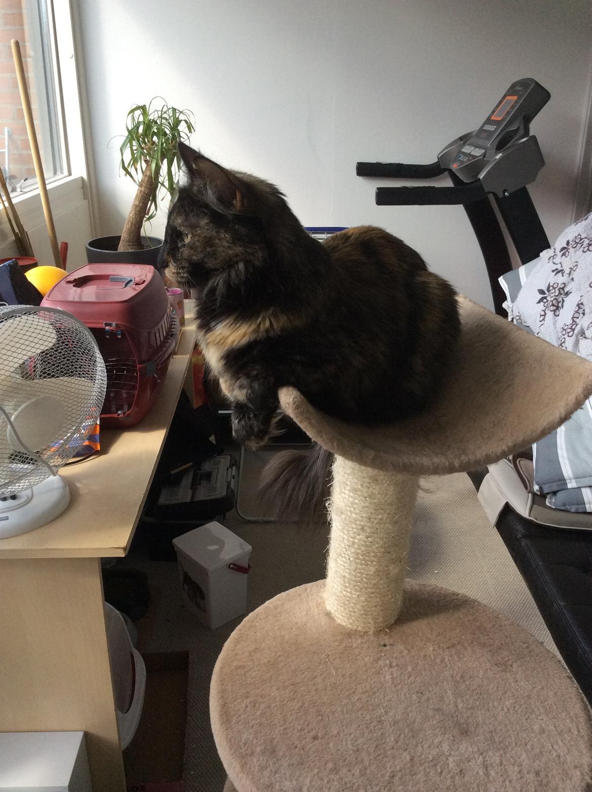 Norsk Skovkat Mille billede 2