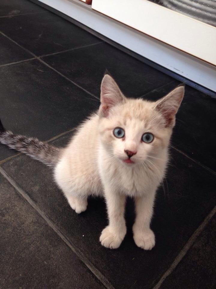 Blanding af racer Simba billede 1