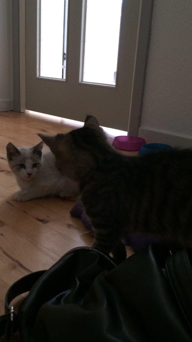 Blanding af racer Simba billede 2